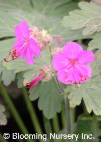 Geranium macrorrhizum